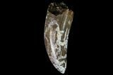 Albertosaurus Tooth - Alberta (Disposition #-) #67605-1